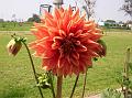 Decorative Dahlia